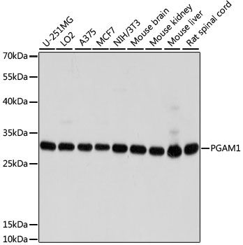 Western blot - PGAM1 antibody (144-04015)
