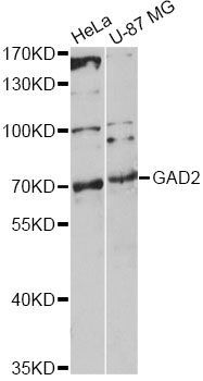 Western blot - GAD2 Polyclonal Antibody (144-00971)