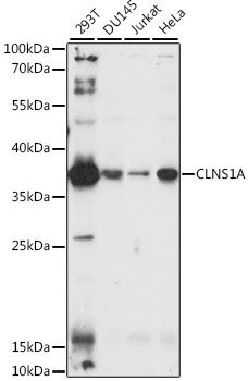 Western blot