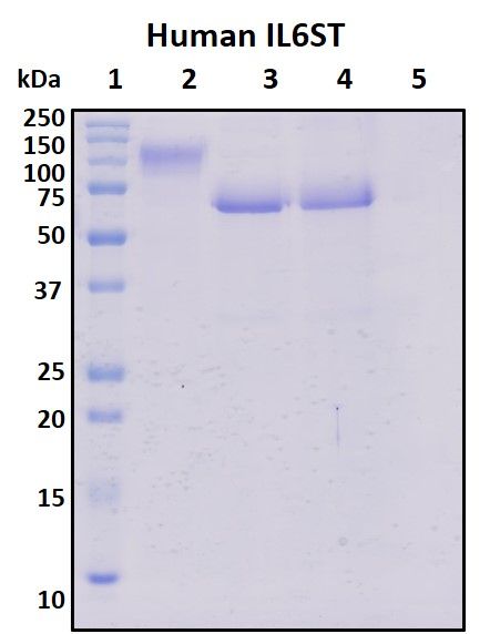 SDS-PAGE