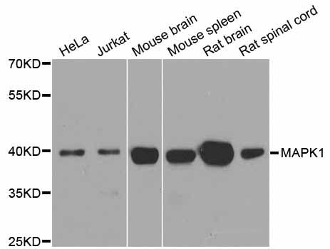 Western blot - MAPK1 Polyclonal Antibody (144-00229)