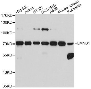 Western blot - LMNB1 Polyclonal Antibody (144-01910)