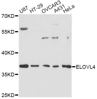 Western blot - ELOVL4 antibody (144-61368)