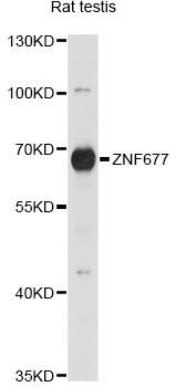 Western blot - ZNF677 antibody (144-60872)