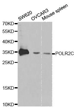 Western blot - POLR2C Polyclonal Antibody (144-01785)