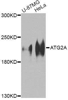 Western blot - ATG2A Antibody (144-08576)