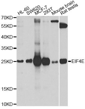 Western blot - EIF4E Polyclonal Antibody (144-02162)