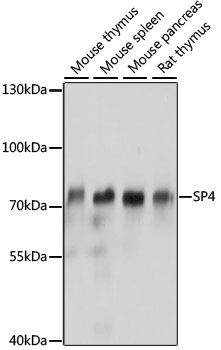 Western blot
