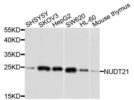 Western blot - NUDT21 Polyclonal Antibody (144-04482)