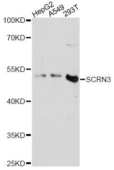 Western blot - SCRN3 antibody (144-60664)