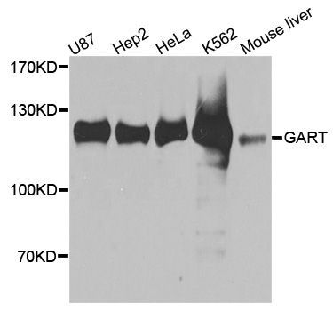 Western blot - GART antibody (144-03876)