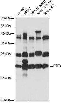 Western blot