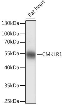 Western blot
