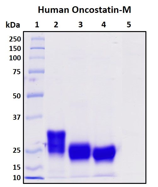 SDS-PAGE