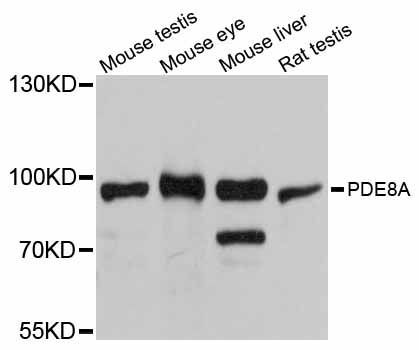 Western blot - PDE8A antibody (144-012187)