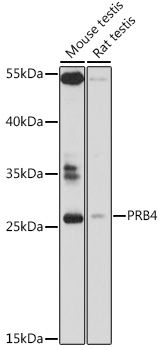 Western blot