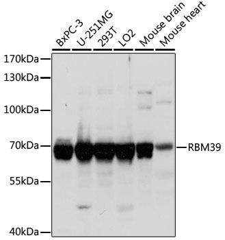 Western blot - RBM39 antibody (144-61187)