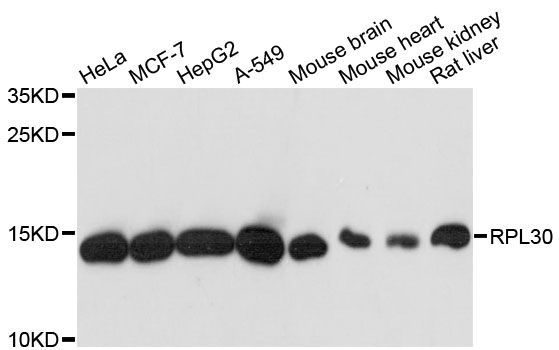 Western blot - RPL30 antibody (144-60446)