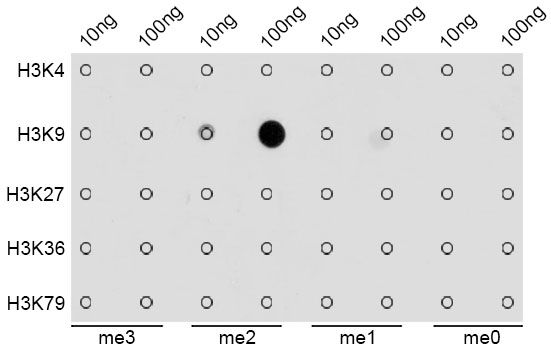 Dot-blot - DiMethyl-Histone H3-K9 antibody (144-02359)