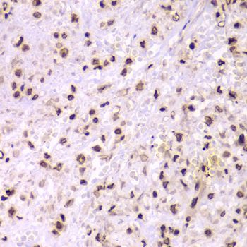 Immunohistochemistry - XRCC6 Polyclonal Antibody (144-00883)