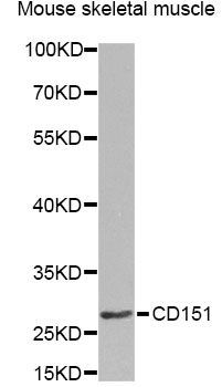 Western blot - CD151 Antibody (144-01930)