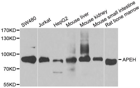 Western blot - APEH antibody (144-05893)