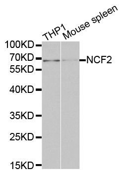 Western blot - NCF2 antibody (144-01178)