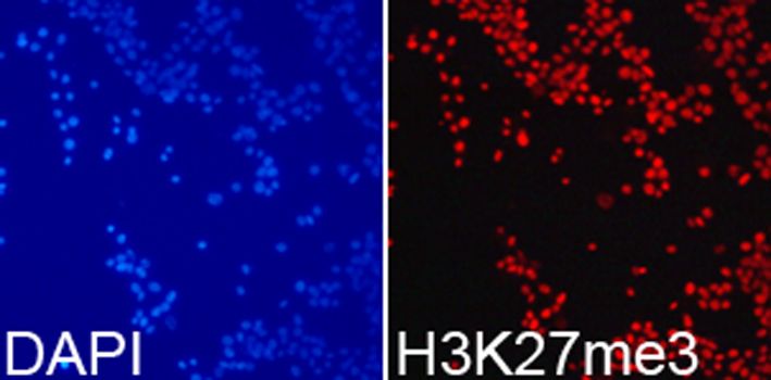 Immunohistochemistry - TriMethyl-Histone H3-K27 pAb (144-02363)