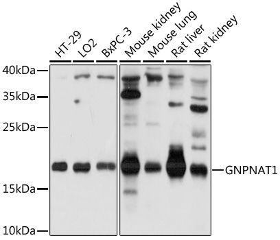 Western blot