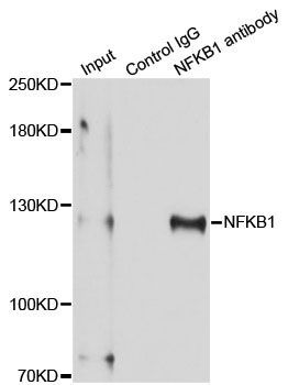 Immunofluorescence - NFKB1 Polyclonal Antibody (144-11160)