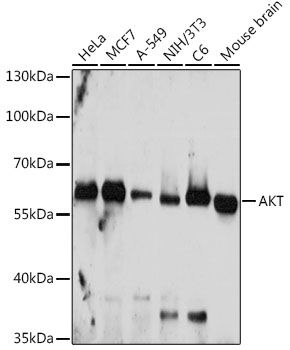 Western blot