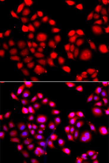 Immunofluorescence - PRDM14 antibody (144-60433)