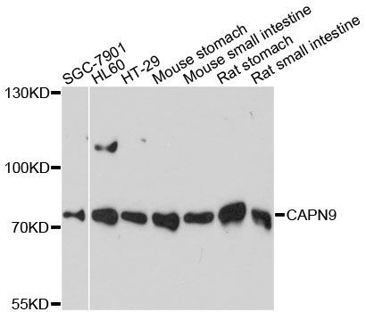 Western blot - CAPN9 antibody (144-60480)