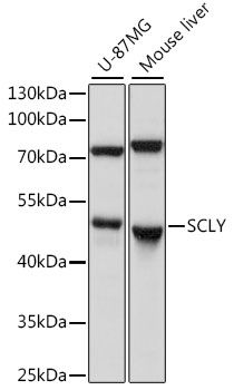 Western blot