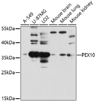 Western blot