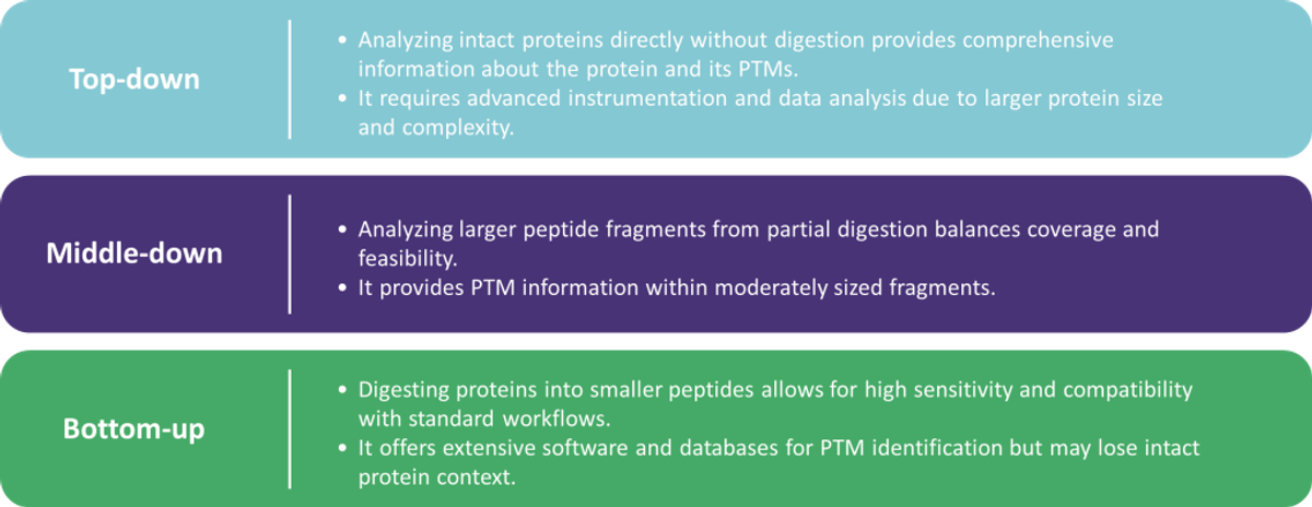 Three main approaches in MS PTM detection: top-down, middle-down, and bottom-up.
