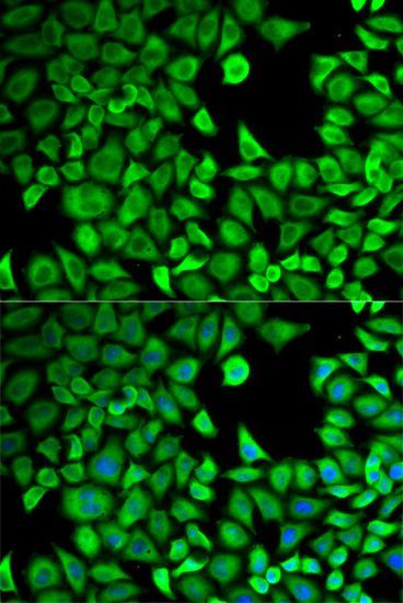 Immunofluorescence - LTA4H antibody (144-02502)