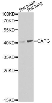 Western blot - [KO Validated] CAPG Polyclonal Antibody (144-07324)