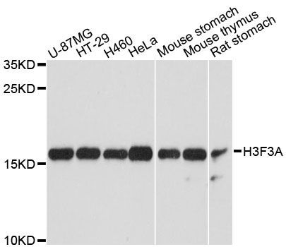Western blot - H3F3A antibody (144-60493)
