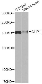 Western blot - CLIP1 antibody (144-600828)