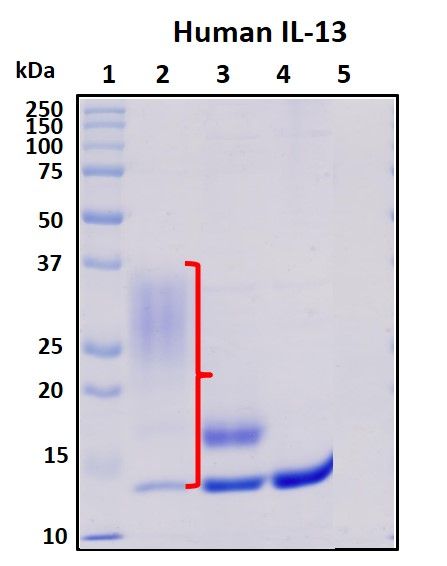 SDS-PAGE