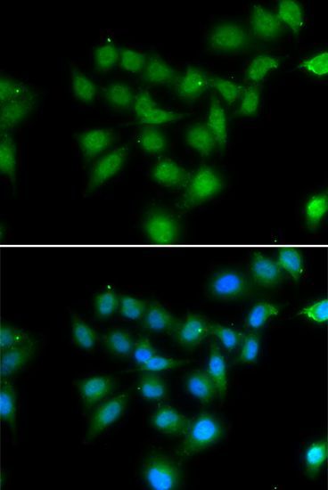 Immunofluorescence - POU2AF1 antibody (144-06696)