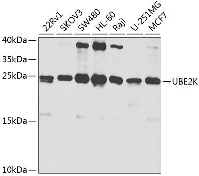 Western blot