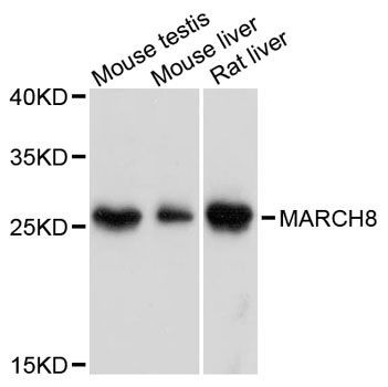 Western blot - MARCH8 antibody (144-12962)