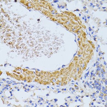 Immunohistochemistry - CYCS antibody (144-60334)