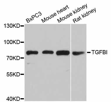 Western blot - TGFBI antibody (144-02561)