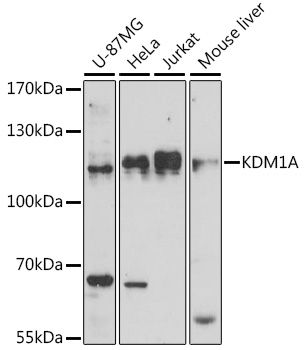 Western blot - KDM1A antibody (144-015794)