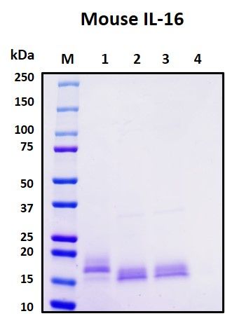 SDS-PAGE image