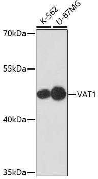Western blot