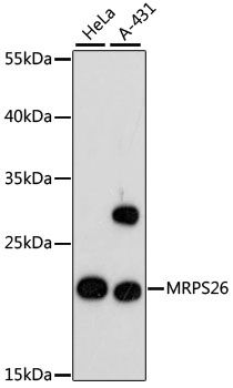 Western blot - MRPS26 antibody (144-61402)